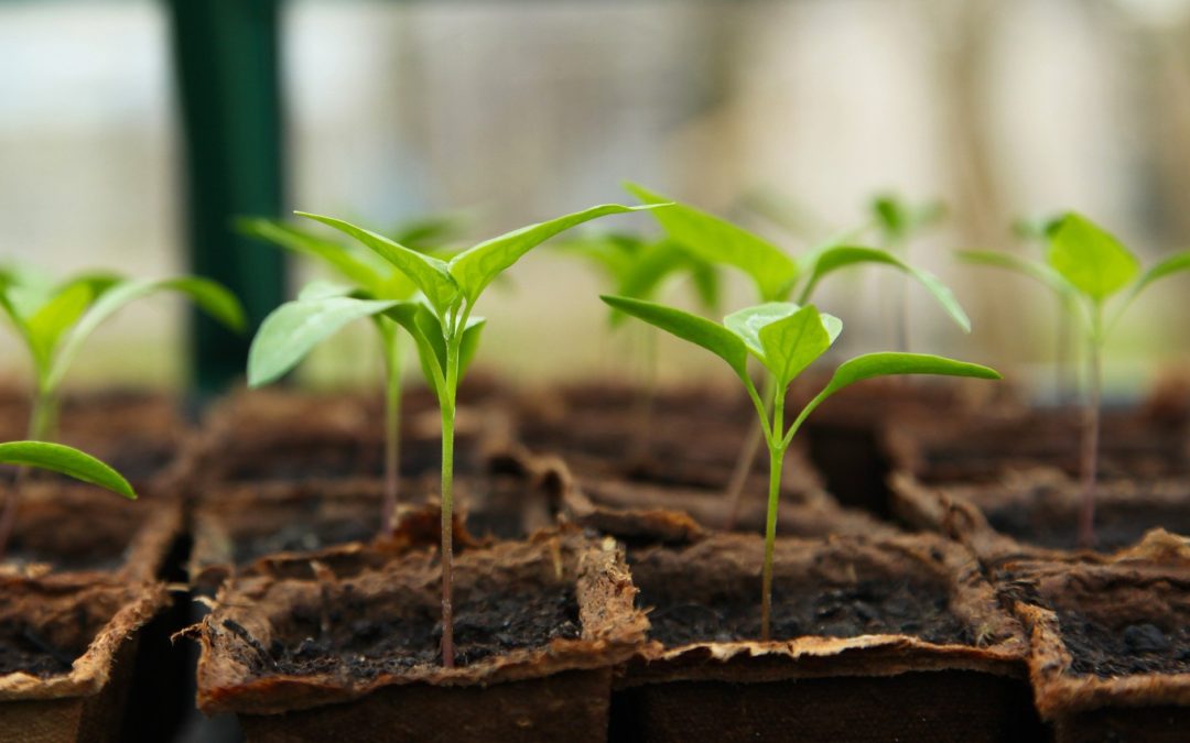 10 beneficios del LED para el crecimiento vegetal
