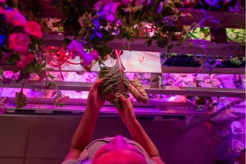 Productos de iluminación Led para el crecimiento de plantas